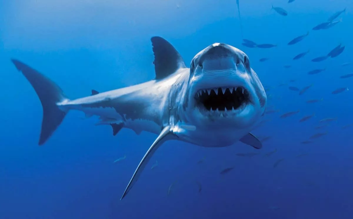 https://www.blurppyplus.com/wp-content/uploads/2024/01/great-white-shark-1200x743-1-jpg.webp